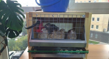 Jak chovat a chovat křepelky v bytě?